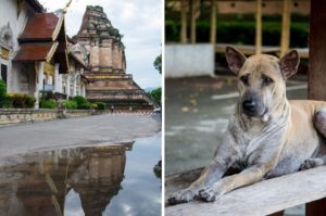 Wat Chedi Luang in Chiang Mai, Thailand
