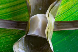 thailändischer Reisnachtisch, Süßspeise in Chiang Mai, Thailand