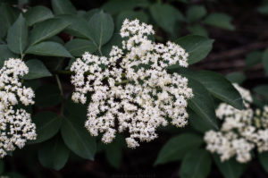 Holunderblüten Dolde am Strauch