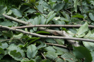 Buchen-Äste eignen sich super für Stockbrot!