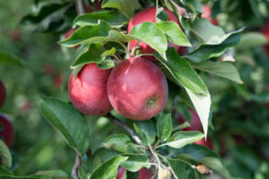 Äpfel im Alten Land