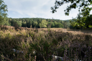 Landschaft in der Fischbeker Heide