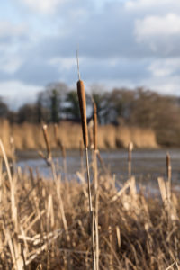 Schilf in der Heubachniederung in Hausdülmen