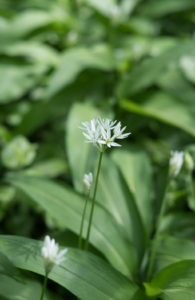 Bärlauchblüten im Wald
