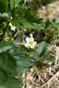 Erdbeerblüte