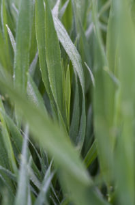 Getreidegras glutenfrei