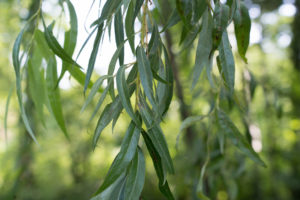 Weide im Eichtalpark, Hamburg