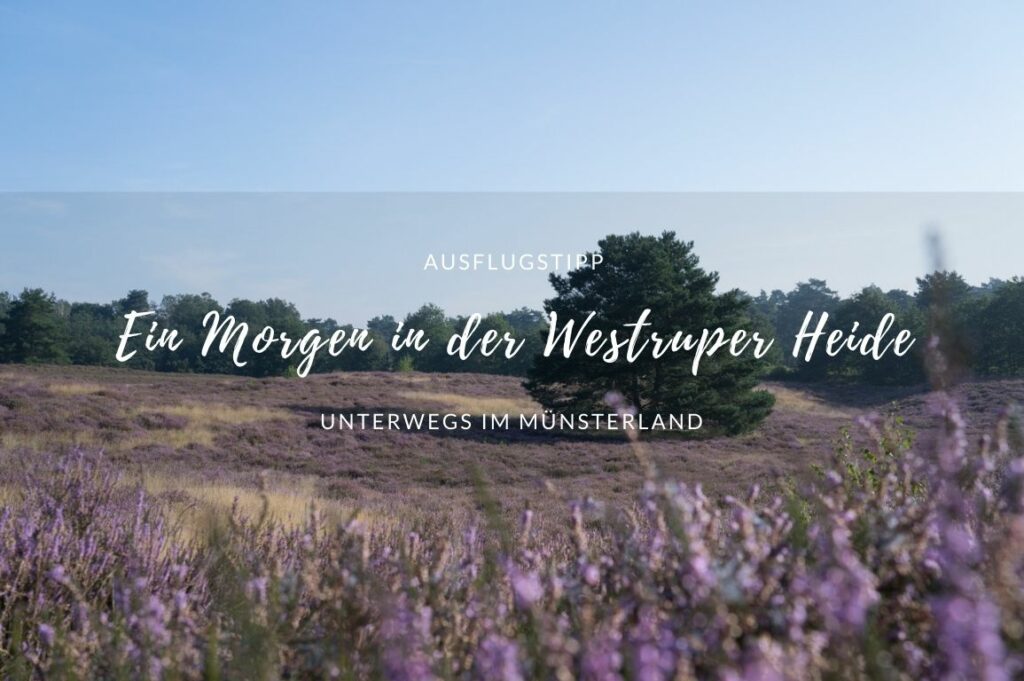 Ausflugsziel Westruper Heide