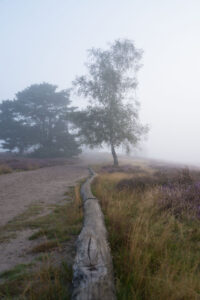 Sonnenaufgang im Nebel, Westruper Heide