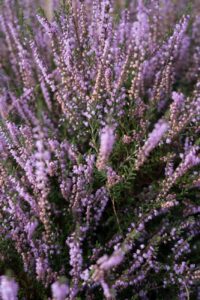 Heideblüte Münsterland