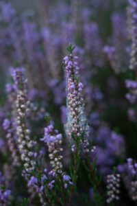 Spinnennetz in Heideblüte, Westruper Heide