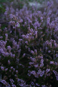 Heideblüte, Westruper Heide