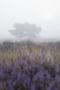 Nebel über Heidelandschaft, Haltern am See