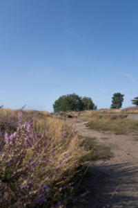 Sandwege in der Westruper Heide, Münsterland