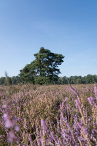 Heideblüte Westruper Heide, Haltern