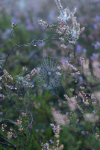 Spinnennetz in Heide, Haltern am See