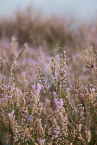 Spinnennetz Westruper Heide