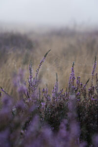 Spinnennetz in Heide