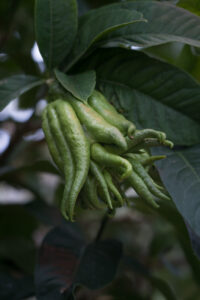 Buddhas Hand, Botanika, Bremen
