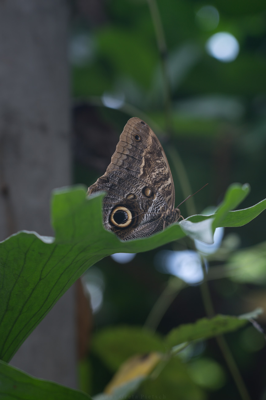 Schmetterling im Tropenhaus, Botanika, Bremen