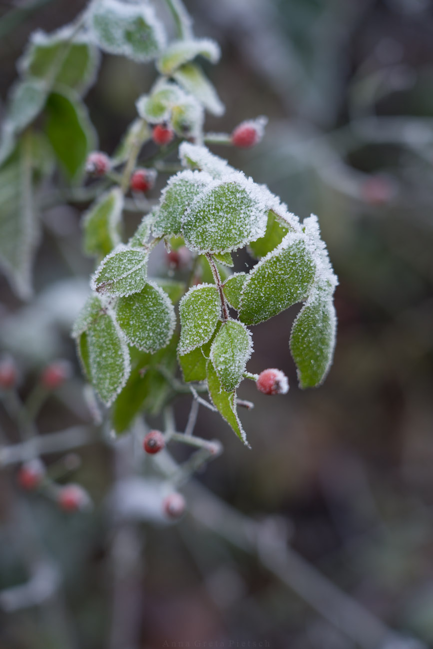 Wildrose mit Raureif, Winter