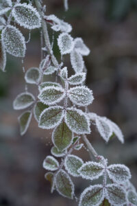 Rosenblätter mit Raureif, Winter