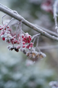 rote Beeren im Winter mit Raureif