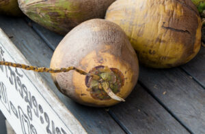 Kokosnuss an Marktstand, Luang Prabang