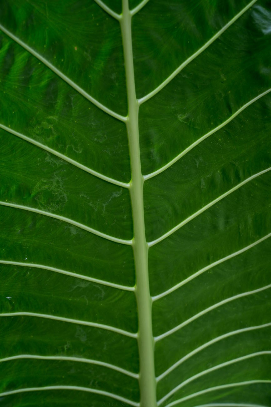 Blatt Grünpflanze, Bali
