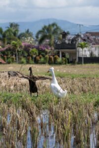 Enten im Reisfeld, Munduk, Bali