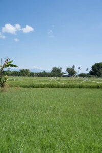 Reisfeld in Lovina, Bali