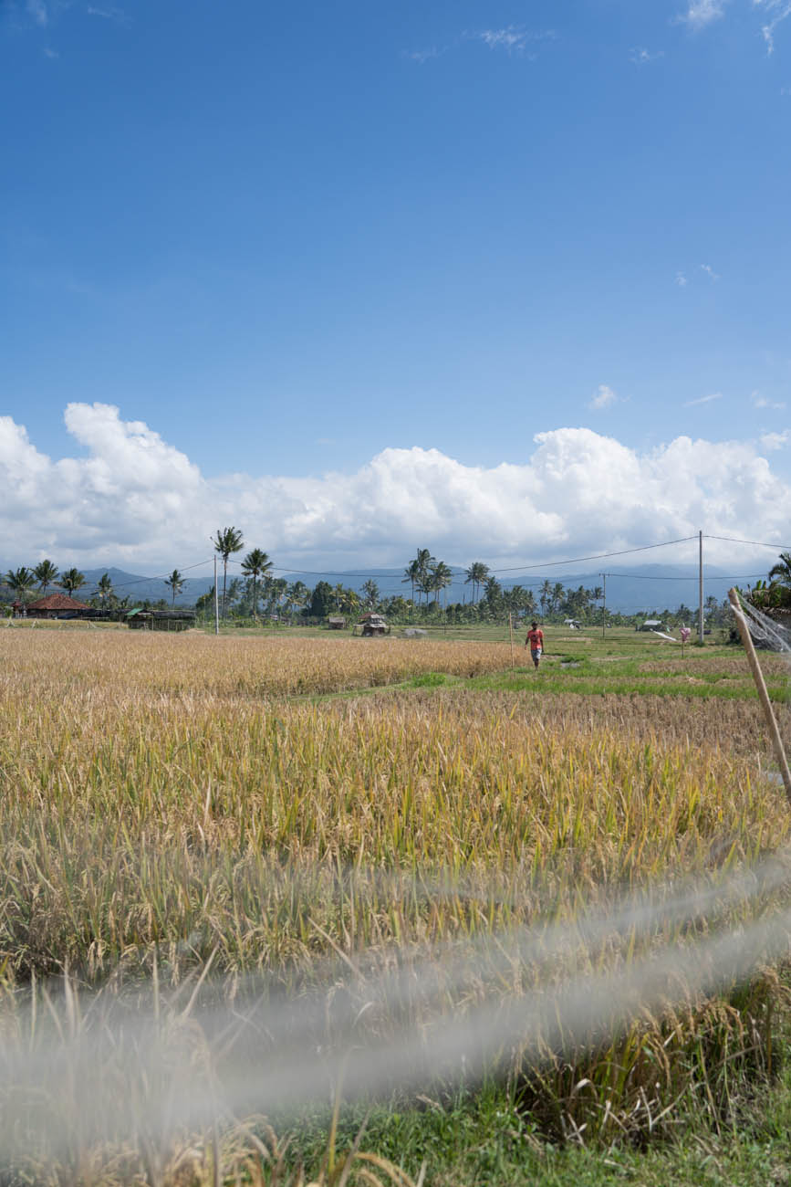 Reisfelder in Munduk, Bali