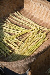 Pflanzensamen, Tenganan Village, Bali