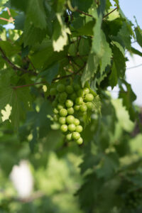 Weinberg Bali, Pemuteran