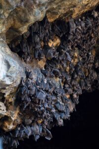Fledermäuse in Goa Lawah