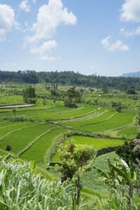 Reisfeld bei Tirta Gangga