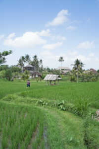 Reisfelder, Ubud, Bali