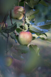 Herbstzeit ist Apfelzeit