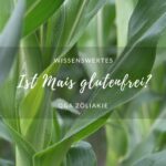 Ist Mais glutenfrei?