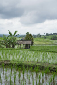 Jatiluwih Reisterrassen