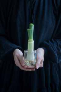 nachgewachsener Lauch