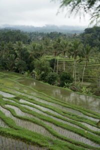 Reisterrassen in Jatiluwih