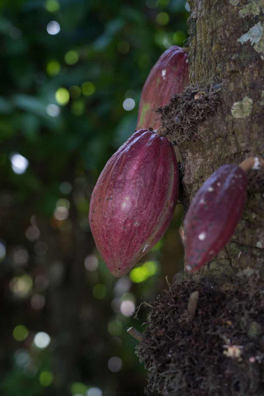 Kakaofrucht an Baum