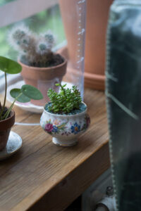 kleine Zimmerpflanze