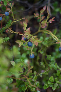 Blaubeeren
