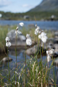 kleine Pflanzen am Wegesrand