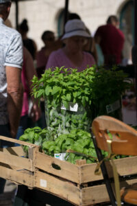 Basilikum und Kräuter
