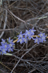blaue Blumen