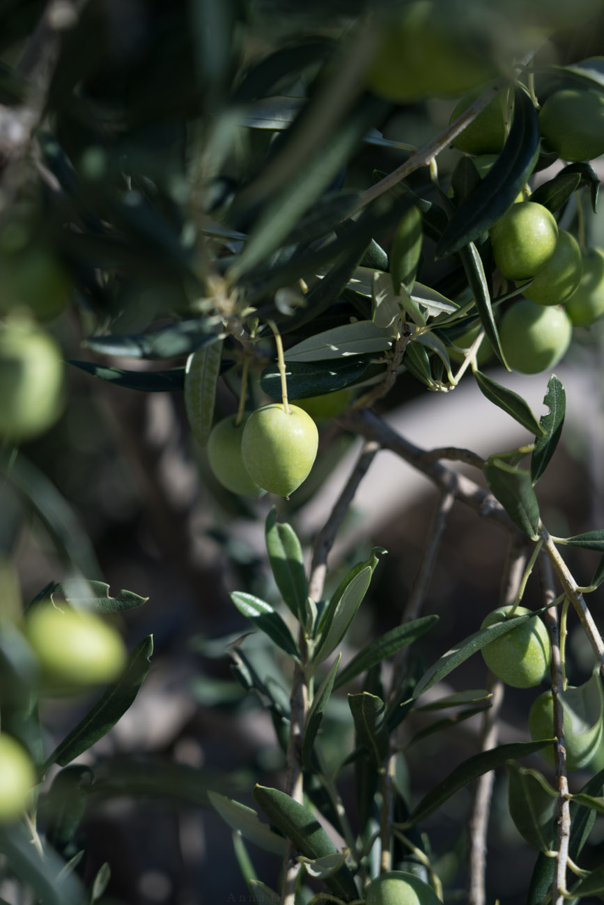 Olivenbaum mit Früchten