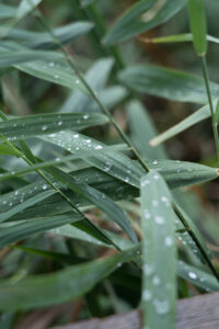 Regentropfen auf Schilf